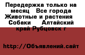 Передержка только на месяц - Все города Животные и растения » Собаки   . Алтайский край,Рубцовск г.